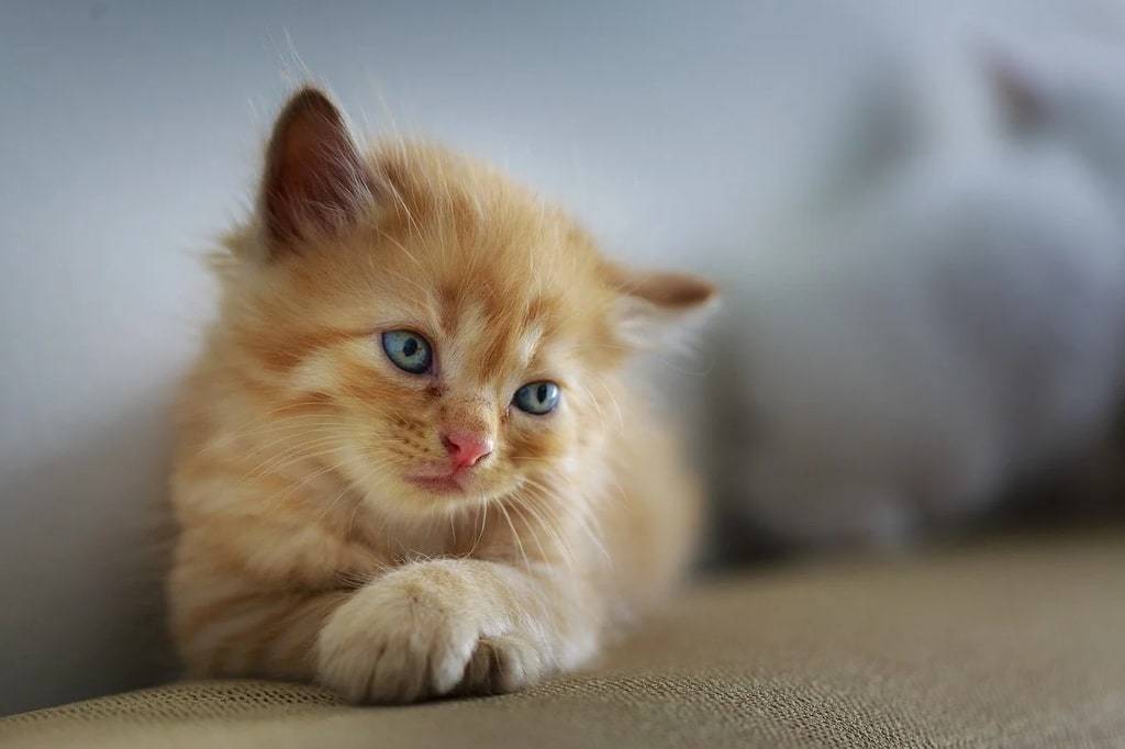 L'importance de la vermifugation régulière pour la santé de votre chat